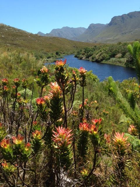Golf And Garden Guesthouse Somerset West Exteriör bild